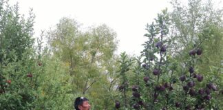 प्राकृचुत खेती हिमाचल में सेब उत्पादन को दे रही नई ऊंचाई