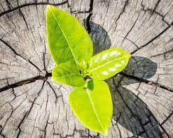 सांकेतिक तस्वीर