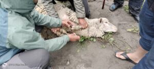 किन्नौर जिला के कारा में फंसे पर्वतीय चारागाह की भेड़ों को प्रदान की गई चिकित्सीय सेवाएं
