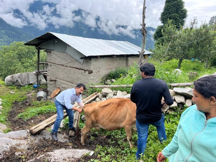 किन्नौर जिला में लम्पी वाईरस से ग्रसित 503 पशुओं का उपचार किया गया सुनिश्चित