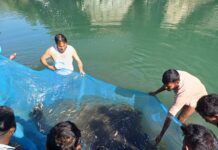 मंडी में नदीय मत्स्य पालन कार्यक्रम का तीसरा चरण पूरा, 2.20 लाख मछली बीज डाले गए