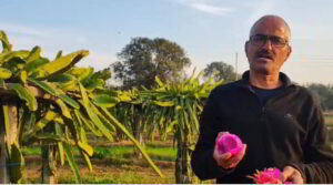 प्राकृतिक खेती से ड्रैगन फ्रूट की उपज में कमाया नाम, बने सैकड़ों किसानों की प्रेरणा