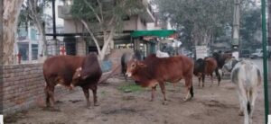 बेसहारा पशु मुक्त होगा जिला शिमला, जनवरी 2026 तक सभी बेहसहारा पशु पहुंचाए जाएंगे गौ सदन