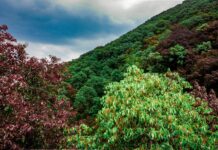 पर्यावरण और आजीविका का संगम 🌱 | ‘मिशन 32 प्रतिशत’ से ग्रीन हिमाचल की नींव